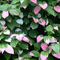 АКТИНИДИЯ КОЛОМИКТА С3 - Cадовый центр "Солнечный", Екатеринбург