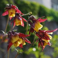 АКВИЛЕГИЯ ОСТРОЧАШЕЛИСТНИКОВАЯ С2 - Cадовый центр "Солнечный", Екатеринбург