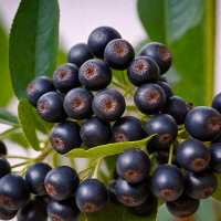 АРОНИЯ СЛИВОЛИСТНАЯ "Viking" ВИКИНГ 0,5-0,6 м С4 - Cадовый центр "Солнечный", Екатеринбург