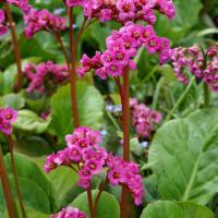 БАДАН СЕРДЦЕЛИСТНЫЙ "Winterglut" ВИНТЕРГЛЮТ С2-3 - Cадовый центр "Солнечный", Екатеринбург