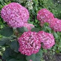 ГОРТЕНЗИЯ ДРЕВОВИДНАЯ "Bella Ragazza Mauvette" БЭЛЛА РАГАЦЦА МАУВЭТ С3 - Cадовый центр "Солнечный", Екатеринбург