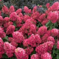 ГОРТЕНЗИЯ МЕТЕЛЬЧАТАЯ "Bonfire" БОНФАЙЕР С3 - Cадовый центр "Солнечный", Екатеринбург