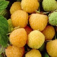 МАЛИНА "ЧЕЛЯБИНСКАЯ ЖЁЛТАЯ" С3 - Cадовый центр "Солнечный", Екатеринбург