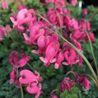 ДИЦЕНТРА "King of Hearts" КИНГ ОФ ХЕРТС С1,6-2 - Cадовый центр "Солнечный", Екатеринбург