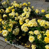 РОЗА ПОЧВОПОКРОВНАЯ "Yellow Fairy" ЕЛОУ ФЭЙРИ 0,2-0,3 м С3 - Cадовый центр "Солнечный", Екатеринбург
