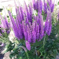 ВЕРОНИКА КОЛОСКОВАЯ "Purple Explosion" ПЕПЛ ЭКСПЛОУЖН С2-3 - Cадовый центр "Солнечный", Екатеринбург