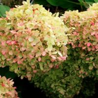 ГОРТЕНЗИЯ МЕТЕЛЬЧАТАЯ "Gardenlight XS Light" ГАДЕНЛАЙТ XS ЛАЙТС3 - Cадовый центр "Солнечный", Екатеринбург