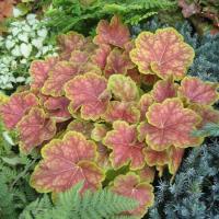 ГЕЙХЕРА "Tiramisu" ТИРАМИСУ С1,6-2 - Cадовый центр "Солнечный", Екатеринбург