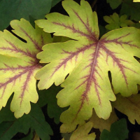 ГЕЙХЕРЕЛЛА "Golden Zebra" ГОЛДЕН ЗЕБРА С1,6-2 - Cадовый центр "Солнечный", Екатеринбург