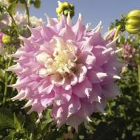 ГЕОРГИНА ГИГАНТСКАЯ "Gitts Perfection" ГИТС ПЕРФЕКШН C3 - Cадовый центр "Солнечный", Екатеринбург