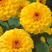 ГЕОРГИНА ПОМПОННАЯ "Golden Scepter" ГОЛДЕН СЦЕПТЕР C3 - Cадовый центр "Солнечный", Екатеринбург