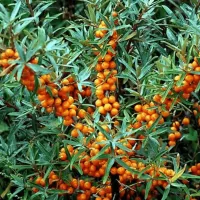 ОБЛЕПИХА "Hergo" ХЕРГО С4 - Cадовый центр "Солнечный", Екатеринбург