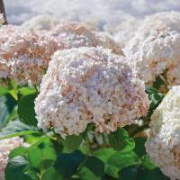 ГОРТЕНЗИЯ ДРЕВОВИДНАЯ "Candybelle Marshmallow" КЭНДИБЭЛЬ МАРШМЕЛЛОУ С3 - Cадовый центр "Солнечный", Екатеринбург