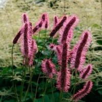 КРОВОХЛЕБКА МЕНЗИСА "Wake Up" ВЕЙК АП С2-3 - Cадовый центр "Солнечный", Екатеринбург