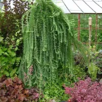 ЛИСТВЕННИЦА ТОНКОЧЕШУЙЧАТАЯ (Кемпфера) СТИФ ВИПЕР на штамбе 1,2 м С5-10 - Cадовый центр "Солнечный", Екатеринбург