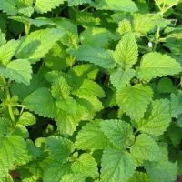 МЕЛИССА Fit ФИТ С2 - Cадовый центр "Солнечный", Екатеринбург