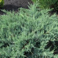 МОЖЖЕВЕЛЬНИК ВИРГИНСКИЙ "Hetz" ХЕТЦ С7,5 - Cадовый центр "Солнечный", Екатеринбург