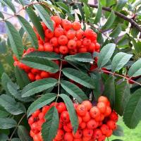 РЯБИНА ОБЫКНОВЕННАЯ "НЕВЕЖИНСКАЯ" С2-3 - Cадовый центр "Солнечный", Екатеринбург