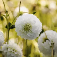 ГЕОРГИНА ПОМПОННАЯ "Petras Wedding" ПЕТРАС ВЕДДИНГ C3 - Cадовый центр "Солнечный", Екатеринбург