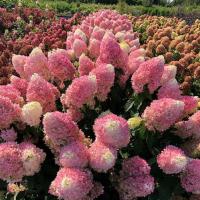 ГОРТЕНЗИЯ МЕТЕЛЬЧАТАЯ "Pinkachu" ПИНКАЧУ С3 - Cадовый центр "Солнечный", Екатеринбург