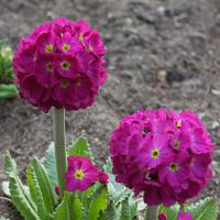 ПРИМУЛА МЕЛКОЗУБЧАТАЯ "Rubra" РУБРА С2-3 - Cадовый центр "Солнечный", Екатеринбург