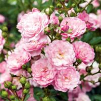 РОЗА ПОЧВОПОКРОВНАЯ "Тhe Fairy" ЗЕ ФЭЙРИ 0,2-0,3 м С3 - Cадовый центр "Солнечный", Екатеринбург