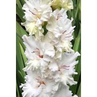 ГЛАДИОЛУС "Serena" СЕРЕНА - Cадовый центр "Солнечный", Екатеринбург