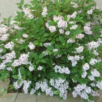 СИРЕНЬ МЕЙЕРА "Flowerfesta White" ФЛАУЭРФЕСТ УАЙТ 0,3-0,4 С3 - Cадовый центр "Солнечный", Екатеринбург