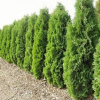 ТУЯ ЗАПАДНАЯ "MALONYANA" МАЛОНИАНА 1-1,2 м С5-7 - Cадовый центр "Солнечный", Екатеринбург