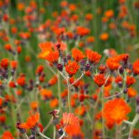 ЯСТРЕБИНКА ОРАНЖЕВО-КРАСНАЯ С2-3 - Cадовый центр "Солнечный", Екатеринбург