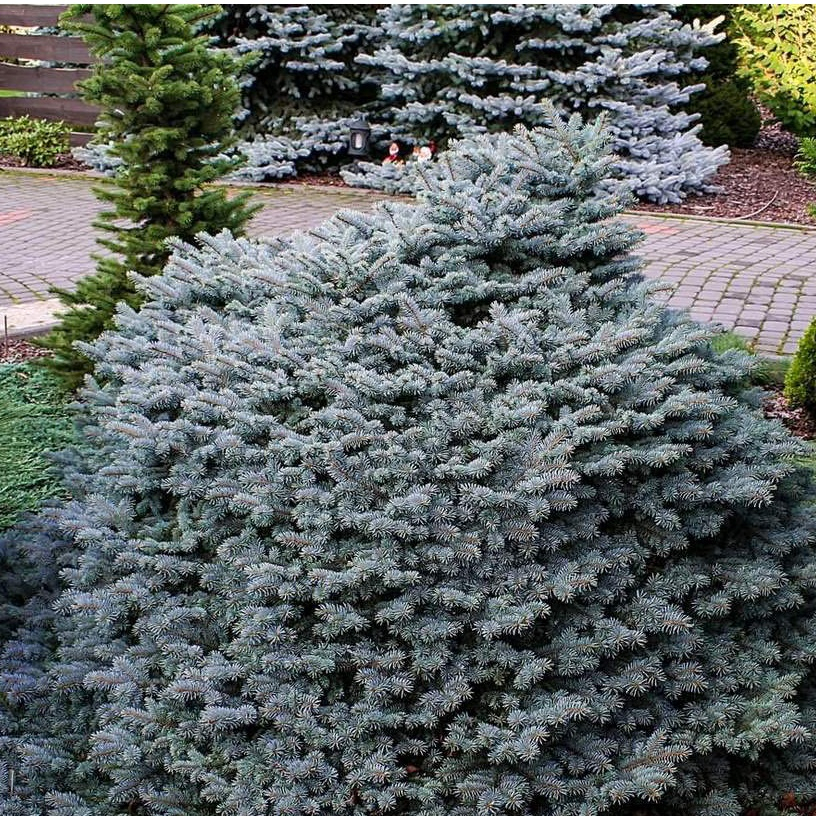 Picea pungens karpaten. Picea pungens glauca globosa. Глаука Глобоза Пендула. Ель Глаука Глобоза Пендула. Ель Глаука Глобоза (сизая шаровидная).