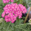 ТЫСЯЧЕЛИСТНИК ОБЫКНОВЕННЫЙ "SUMMER PASTELS" САММЕР ПАСТЕЛС C2 - Cадовый центр "Солнечный", Екатеринбург