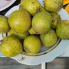 Груша "Северянка Яковлева" 2-летка С7 - Cадовый центр "Солнечный", Екатеринбург