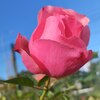 РОЗА ШРАБ "FIRST LADY" ФЕСТ ЛЕДИ С6 - Cадовый центр "Солнечный", Екатеринбург