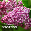 СИРЕНЬ ОБЫКНОВЕННАЯ "Sensation" СЕНСАЦИЯ С7,5-10 - Cадовый центр "Солнечный", Екатеринбург