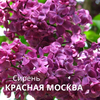 Сирень ОБЫКНОВЕННАЯ "Красная Москва" С3 - Cадовый центр "Солнечный", Екатеринбург