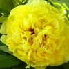 Пион ито-гибрид "Yellow Crown" Еллоу Кроун С3 - Cадовый центр "Солнечный", Екатеринбург