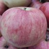 Яблоня "Аксёна" 2-летка и старше С5 - Cадовый центр "Солнечный", Екатеринбург