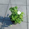 АНЕМОНА (ВЕТРЕНИЦА ЛЕСНАЯ) "BLANC WHITE" БЛАНК ВАЙТ С2 - Cадовый центр "Солнечный", Екатеринбург