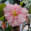 БЕГОНИЯ МАХРОВАЯ РОЗОВАЯ "DOUBLE ROSE" ДАБЛ РОУЗ - Cадовый центр "Солнечный", Екатеринбург