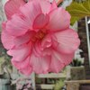 БЕГОНИЯ МАХРОВАЯ РОЗОВАЯ "DOUBLE ROSE" ДАБЛ РОУЗ - Cадовый центр "Солнечный", Екатеринбург