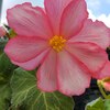 БЕГОНИЯ МАХРОВАЯ РОЗОВАЯ "DOUBLE ROSE" ДАБЛ РОУЗ - Cадовый центр "Солнечный", Екатеринбург