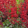 ГЕЙХЕРА КРОВАВО-КРАСНАЯ "RUBY BELLS" РУБИ БЕЛЛС С2 - Cадовый центр "Солнечный", Екатеринбург
