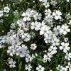 ГИПСОФИЛА ПОЛЗУЧАЯ "White" БЕЛАЯ C2 - Cадовый центр "Солнечный", Екатеринбург