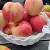 Яблоня "Горнист" 2-летка и старше С5 - Cадовый центр "Солнечный", Екатеринбург