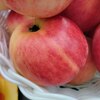 Яблоня "Горнист" 2-летка и старше С5 - Cадовый центр "Солнечный", Екатеринбург