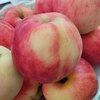 Яблоня "Горнист" 2-летка и старше С5 - Cадовый центр "Солнечный", Екатеринбург