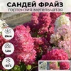 Гортензия метельчатая "Sunday Fraise" Сандей Фрэйз С10 - Cадовый центр "Солнечный", Екатеринбург