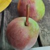 Груша "Розовый бочонок" 2-летка С3-5 - Cадовый центр "Солнечный", Екатеринбург