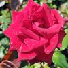 Роза чайно-гибридная "Black Baccara" Блэк Баккара С3 - Cадовый центр "Солнечный", Екатеринбург